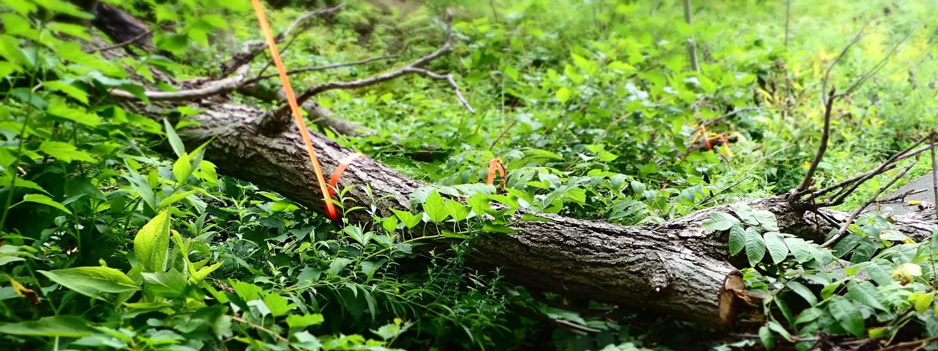 Abattage arbre Cagnac-les-Mines